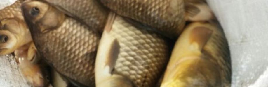 Ali Goksel Cover Image