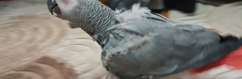 Sadik Yokk Cover Image