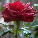 Shazad Bhi Shazad Bhi Profile Picture