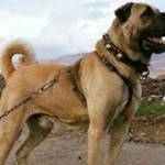 Mert Melih Profile Picture