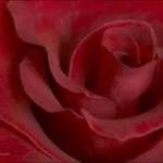 siberix Profile Picture