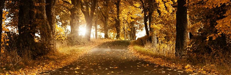 Ali Demiral Cover Image