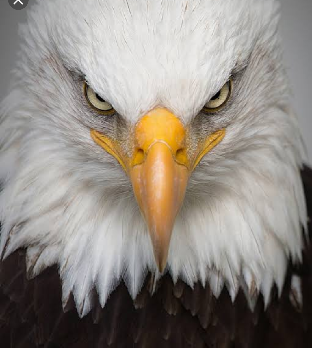 Kartallar yüksek Uçar – Yaşam pencerem