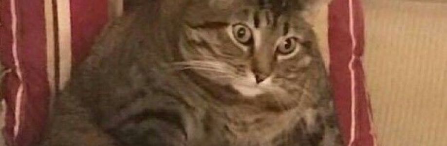 》SEPULTURA《 Cover Image