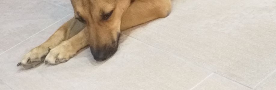 Sibel Dastn Cover Image