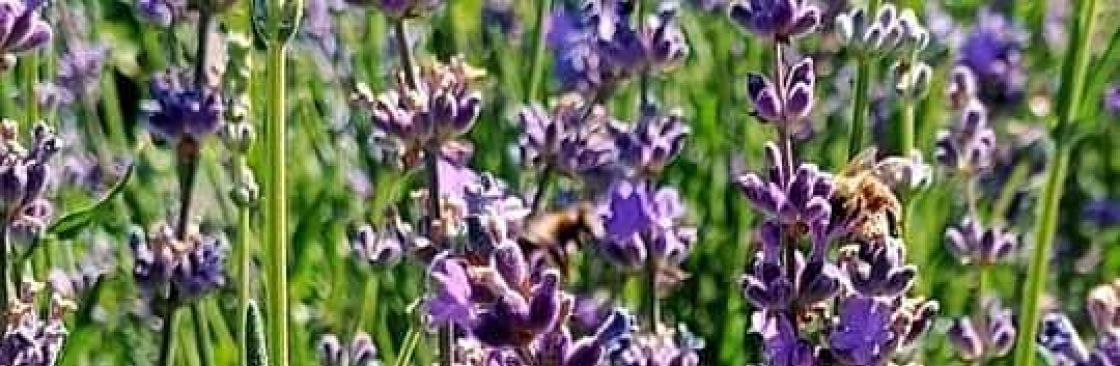 Melisa Tiryaki Cover Image